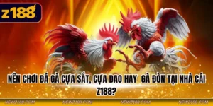 Nên chơi đá gà cựa sắt, cựa dao hay gà đòn tại nhà cái Z188?