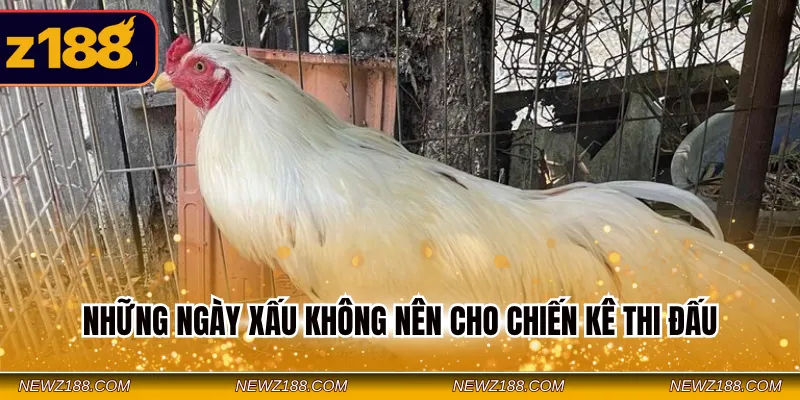 Những ngày xấu không nên cho chiến kê thi đấu